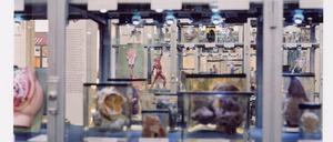 Die Präparate bleiben das Herzstück der Ausstellung.