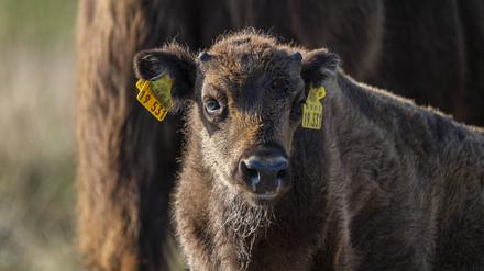 Einen Monat alt ist dieser kleine Wisent im Wildpark Schorfheide in Groß Schönebeck. 