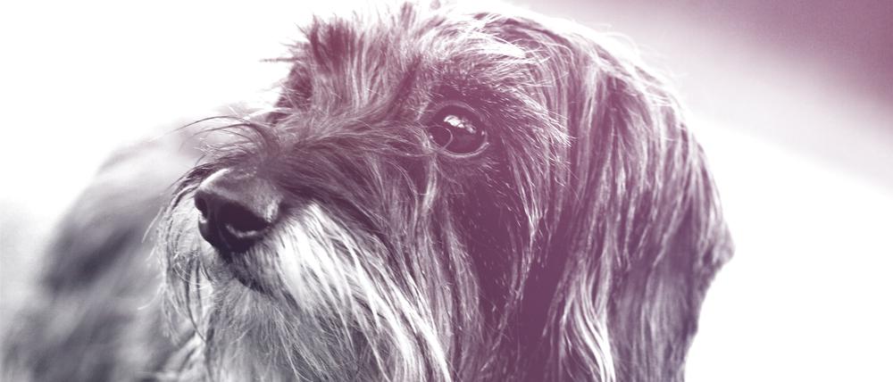 Wire-haired dachshund - Portrait