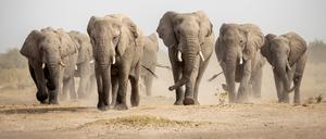 Elefanten in Botswana