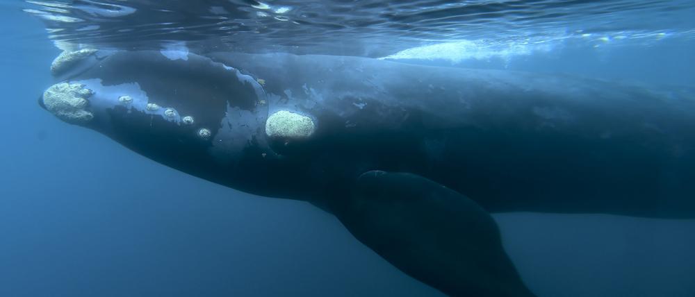 Ein Südkaper schwimmt vor der Küste der Halbinsel Valdes in Patagonien (Argentinien).