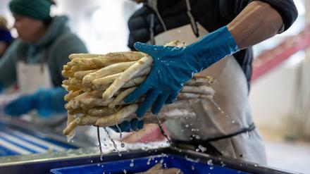Ein Erntehelfer holt Spargel aus deinem Wasserbad im Beelitzer Ortsteil Schäpe. 