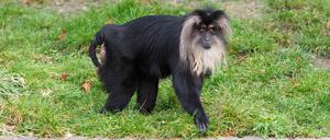 Bartaffenweibchen Ruma geht durch die Außenanlage ihres Geheges im Leipziger Zoo (undatiert). 