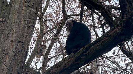 Der aus dem Zoo Leipzig gestohlene Bartaffe Ruma sitzt in einem Baum nahe eines Mehrfamilienhauses im südlichen Stadtteil Reudnitz. 