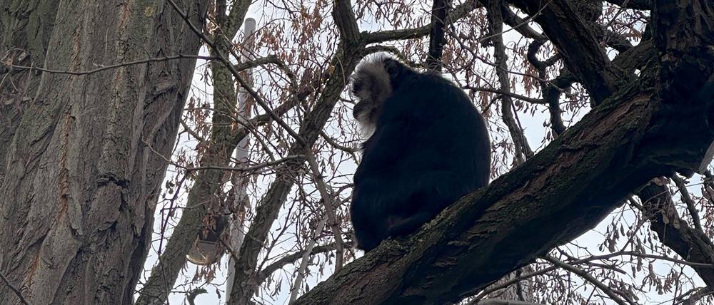 Der aus dem Zoo Leipzig gestohlene Bartaffe Ruma sitzt in einem Baum nahe eines Mehrfamilienhauses im südlichen Stadtteil Reudnitz.