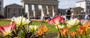Blick auf das Brandenburger Tor, mit blühenden bunten Tulpen im Vordergrund.