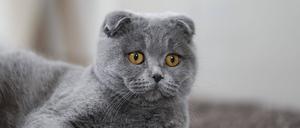 Eine Schottische Faltohrkatze ist eine Kurzhaarkatze, deren Hauptmerkmal nach vorne hängende Ohren, sogenannte Faltohren, sind.