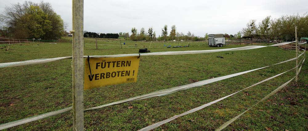 Neue Sportfläche in der Amundsenstraße geplant. In Potsdam fehlen stadtweit mehr als zehn Flächen für Sportplätze. Eine Pferdekoppel in Potsdam Bornim steht zur Diskussion.