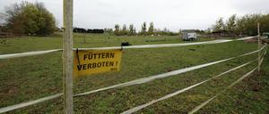 Neue Sportfläche in der Amundsenstraße geplant. In Potsdam fehlen stadtweit mehr als zehn Flächen für Sportplätze. Eine Pferdekoppel in Potsdam Bornim steht zur Diskussion.