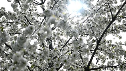 Die Sonne scheint durch die Blüten eines Baums. 