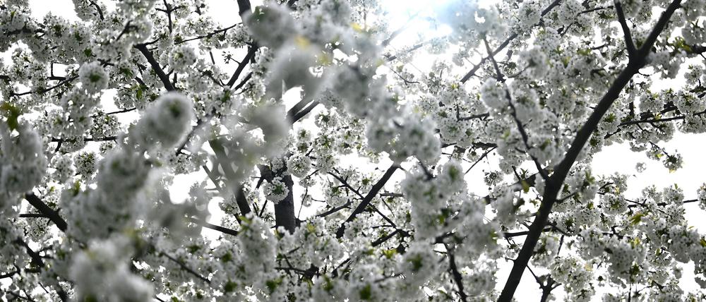 Die Sonne scheint durch die Blüten eines Baums. 