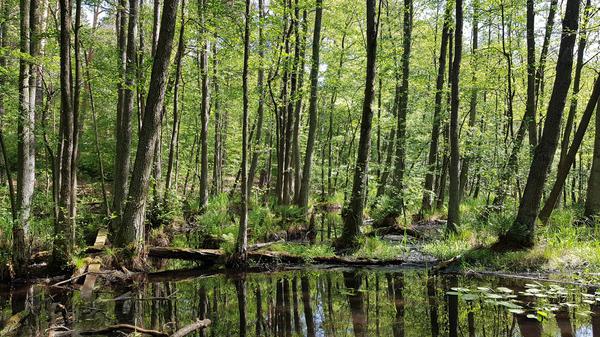 Erlenbruchwald im Briesetal nördlich von Berlin im Frühling Die Briese ist ein kleiner Nebenfluß der Havel nördlich von Berlin. Einige Abschnitte im Briesetal sind naturnah belassen und stehen unter Naturschutz. Ein reizvoller Wanderweg führt an einem Erlenbruchwald entlang, den einige Biber mitgestaltet haben. - The Briese is a small tributary of the Havel river north of Berlin. Some sections in the Briese valley are left close to nature and are under nature protection. A nice hiking trail leads along an alder marsh, that beavers helped to shape. Copyright: xZoonar.com/KonradxWeißx 15541534
Biber0504