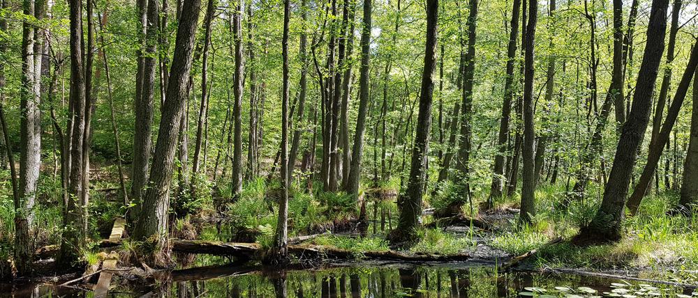 Wie grün ist Rot-Lila? Erlenbruchwald im Briesetal nördlich von Berlin.