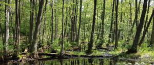 Wie grün ist Rot-Lila? Erlenbruchwald im Briesetal nördlich von Berlin.