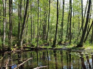 Erlenbruchwald im Briesetal nördlich von Berlin im Frühling Die Briese ist ein kleiner Nebenfluß der Havel nördlich von Berlin. Einige Abschnitte im Briesetal sind naturnah belassen und stehen unter Naturschutz. Ein reizvoller Wanderweg führt an einem Erlenbruchwald entlang, den einige Biber mitgestaltet haben. - The Briese is a small tributary of the Havel river north of Berlin. Some sections in the Briese valley are left close to nature and are under nature protection. A nice hiking trail leads along an alder marsh, that beavers helped to shape. Copyright: xZoonar.com/KonradxWeißx 15541534
Biber0504