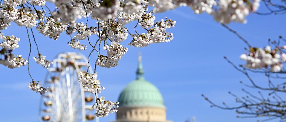 Blühende Obstbäume sind im Stadtzentrum vor der Kuppel der Nikolaikirche und einem Riesenrad zu sehen. 