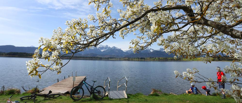 Ausflügler genießen am Sonntag hinter einem blühenden Baum die sommerlichen Temperaturen am Ufer des Hopfensees in Bayern.