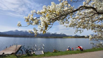 Die hohen Temperaturen im März haben, wir hier bei Füssen, für eine frühe Blüte der Obstbäume geführt.