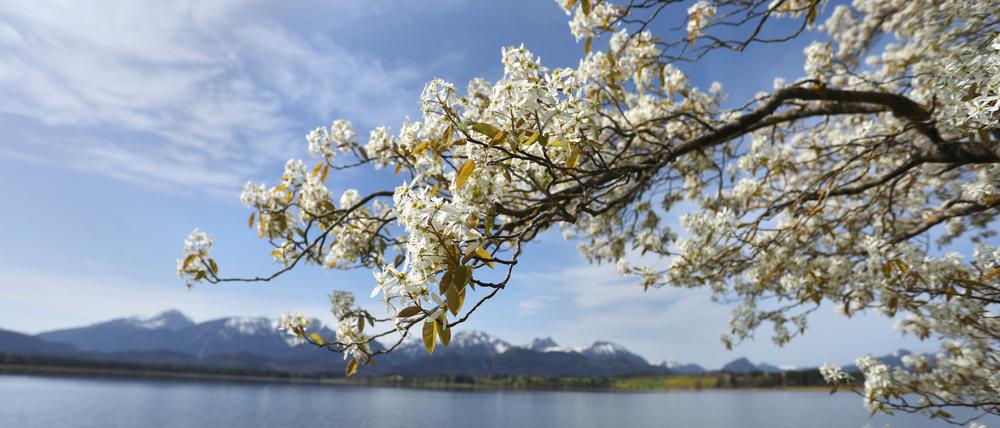 Die hohen Temperaturen im März haben, wir hier bei Füssen, für eine frühe Blüte der Obstbäume geführt.