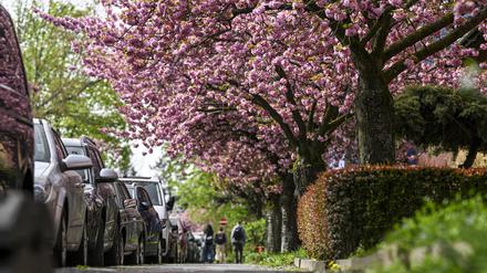 09.04.2024, Berlin: Japanische Zier-Kirschen blühen in der Onkel-Bräsig-Straße im Neuköllner Ortsteil Britz. Hier handelt es sich um Prunus serrulata ·Kanzan·, zu Deutsch Nelken-Kirsche. Foto: Jens Kalaene/dpa +++ dpa-Bildfunk +++