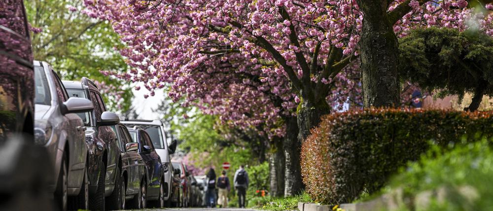 09.04.2024, Berlin: Japanische Zier-Kirschen blühen in der Onkel-Bräsig-Straße im Neuköllner Ortsteil Britz. Hier handelt es sich um Prunus serrulata ·Kanzan·, zu Deutsch Nelken-Kirsche. Foto: Jens Kalaene/dpa +++ dpa-Bildfunk +++