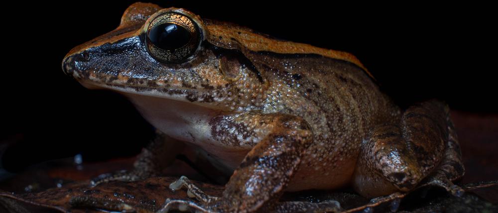 Haddadus binotatus ist eine häufige Art, offenbart nun aber unbekannte Fähigkeiten.