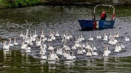 Begleitet von Booten des Schwanenwesens kehren die Hamburger Alsterschwäne vom Eppendorfer Mühlenteich aus dem Winterquartier zurück.