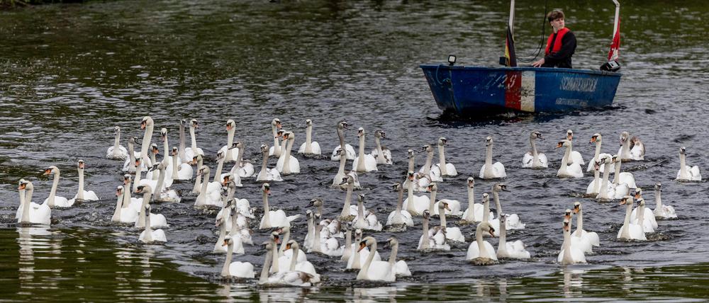 Begleitet von Booten des Schwanenwesens kehren die Hamburger Alsterschwäne vom Eppendorfer Mühlenteich aus dem Winterquartier zurück.