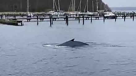 Ein Buckelwal in der Flensburger Förde. 