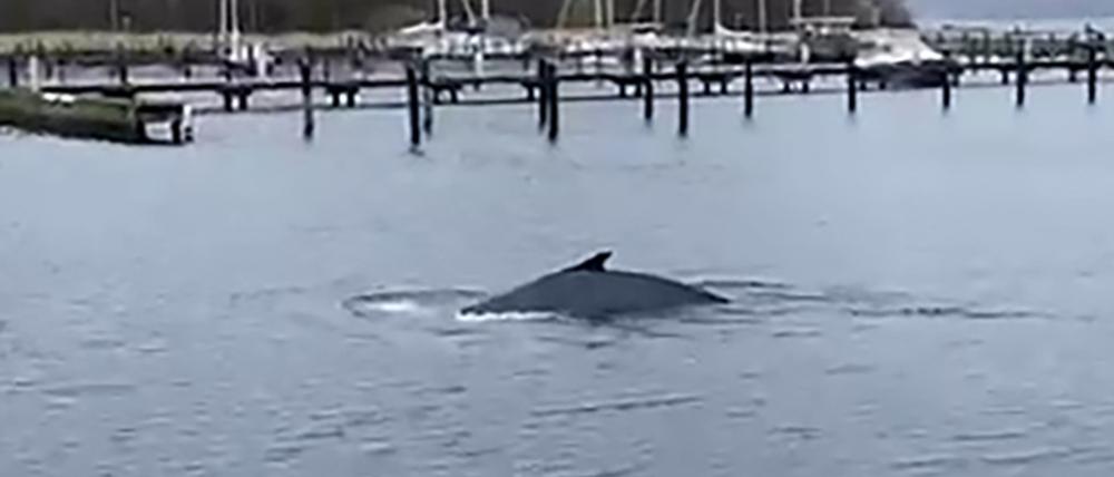 Ein Buckelwal in der Flensburger Förde.