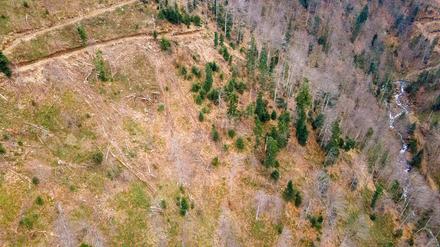 Abgeholzter Wald in den rumänischen Karpaten (Aufnahme mit einer Drohne). Die Umweltschutzorganisation Greenpeace wirft Ikea vor, an der Abholzung von Urwäldern in Rumänien für die Möbelproduktion beteiligt zu sein.