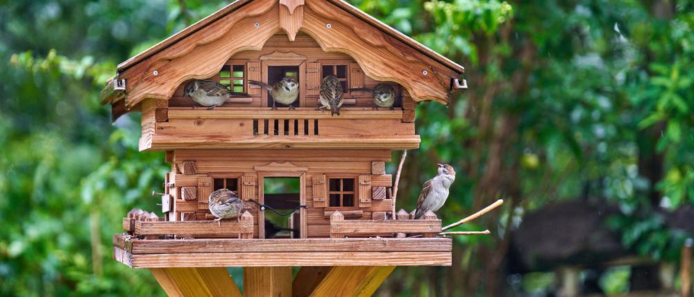 Spatzen bedienen sich gerne auch am sommerlichen Futterangebot. Anderen Arten ist damit weniger geholfen.