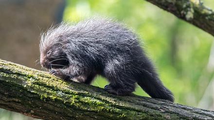 Die Stacheln des Baumstachler-Babys sind noch ganz weich.