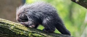 Die Stacheln des Baumstachler-Babys sind noch ganz weich.