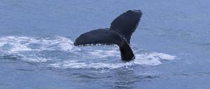 Ein Buckelwal, der seine Schwanzflosse anhebt, um zum Fressen in den Arktischen Ozean zu tauchen.