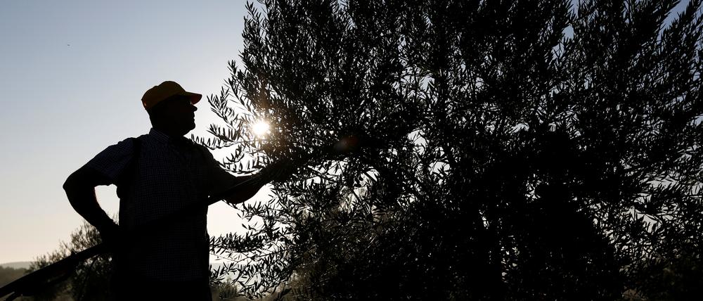 Der Klimawandel forciert Preissteigerungen unter anderem bei Olivenöl.