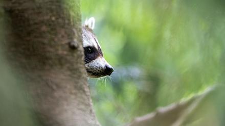 Ein Waschbär schaut hinter einem Baum hervor.