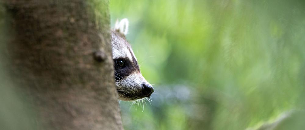 Ein Waschbär schaut hinter einem Baum hervor.