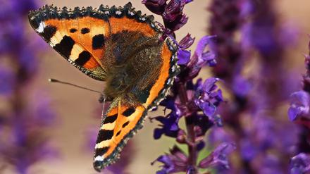 Der Kleine Fuchs (Aglais urticae) ist ein Beispiel einer Insektenart, die früher lokal sehr häufig vorkam und deren Anzahl zurückgegangen ist.