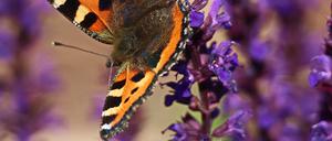 Der Kleine Fuchs (Aglais urticae) ist ein Beispiel einer Insektenart, die früher lokal sehr häufig vorkam und deren Anzahl zurückgegangen ist.