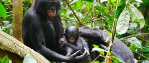 Aggressive Bonobos zeugen mehr Nachwuchs als friedfertigere Artgenossen, die mehr dem Klischee vom Hippie unter den Menschenaffen entsprechen.