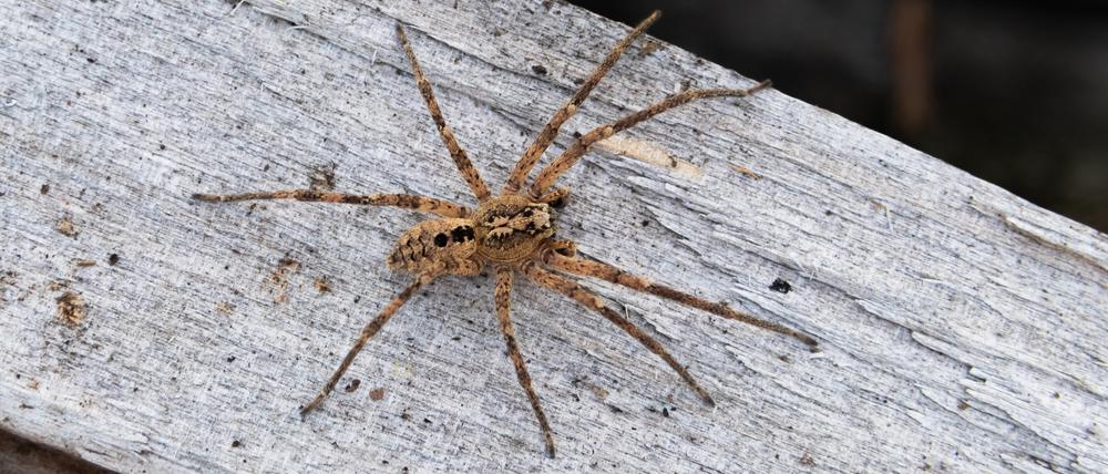 Eine Nosferatu-Spinne.