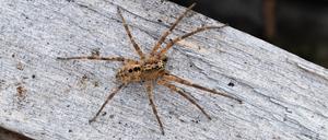 Eine Nosferatu-Spinne. 
