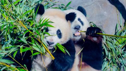 Einseitige Ernährung: Pandabären wie Paule und seine Mutter Meng Meng im Berliner Zoo, stecken in einer Sackgasse der Evolution. 