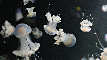 Quallen zählen neben Insekten und Algen zu den Optionen zur zukünftigen Ernährung der Welt.