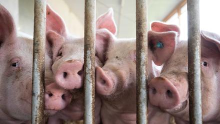 Symbolbild: In Sachsen-Anhalt sind tausende Schweine bei einem Brand gestorben.