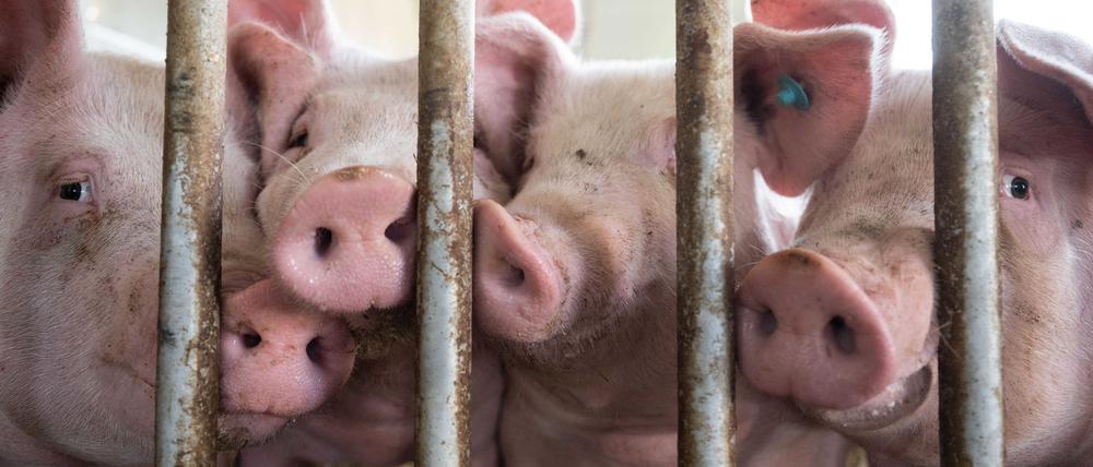 Symbolbild: In Sachsen-Anhalt sind tausende Schweine bei einem Brand gestorben.