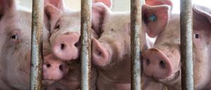 Symbolbild: In Sachsen-Anhalt sind tausende Schweine bei einem Brand gestorben.