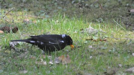 Weißlinge sind Vögel mit weißen Federn, hier eine Amsel. Die Farbanomalien kommen weltweit und bei vielen Vogelarten vor, vor allem die schwarz gefärbten Arten fallen auf. 