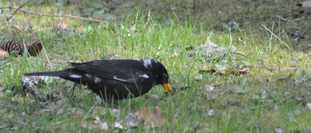 Weißlinge sind Vögel mit weißen Federn, hier eine Amsel. Die Farbanomalien kommen weltweit und bei vielen Vogelarten vor, vor allem die schwarz gefärbten Arten fallen auf.